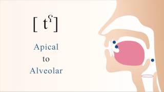 tˤ  unvoiced unaspirated pharyngealized apical alveolar stop [upl. by Millburn]