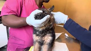 Ear infection treatment in german shepherd puppy [upl. by Anierdna246]