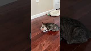 Trying wet and dry food cat eating [upl. by Ardnuasak425]