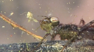 Fragile Forktail Damselfly larva feeding and grooming [upl. by Odelia]