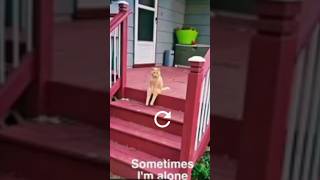 Existential cat 🥲 shorts video viral cat [upl. by Sungam]