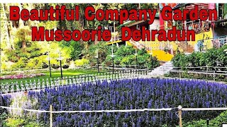 BEAUTIFUL COMPANY GARDEN IN MUSSOORIE DEHRADUN  Nursery 2024  NURSERY [upl. by Rimas]