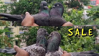 GOOD QUALITY GIRIBAJ PIGEON FOR SALE FROM PEACE MEANS PIGEON LOFT [upl. by Atteyram]