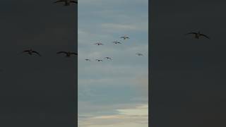 Gliding in goosehunting hunting duckhunting outdoors waterfowl [upl. by Elihu]