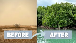 How to Plant a Mangrove Forest and Why it is Important  Mangrove of Casamance Senegal West Africa [upl. by Rebe]