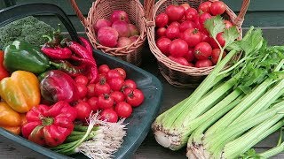 Early Autumn Harvest Lifted Main Crop Potatoes [upl. by Alyk]