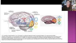 Agnosias Neuropsicologia [upl. by Roddie993]