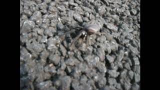 Large UK Spider Segestria Florentina [upl. by Maynard]