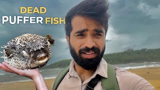 Exploring south goa and got a dead puffer fish  Ashish Verma [upl. by Gitel961]