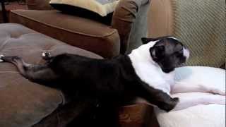 Boston Terrier planking across couch set to 2001 Space Odyssey [upl. by Aisauqal]