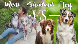 The Difference in STANDARD vs MINI vs TOY AUSTRALIAN SHEPHERDS  size comparison [upl. by Aiclid]