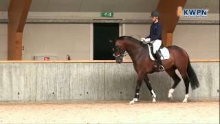 Midterm assessment 2012 KWPN Spring Stallion performance testing [upl. by Anaek136]