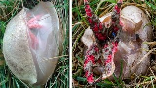 Devils Fingers Fungus 4 Red Tentacles Plants Also Known As Octopus Stinkhorn [upl. by Buckie]