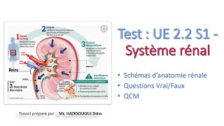 Annales français  UE 22 S1  Système rénal  Schémas d’anatomie rénale Questions VraiFaux [upl. by Standford]