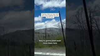 Forest Destroyed By Wildfire  How Old Growth Forest Logging Makes Wildfires More Deadly [upl. by Luba]