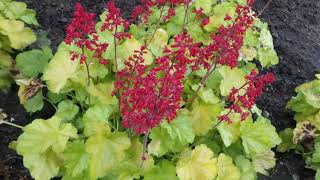 Coral Bells DOLCE® APPLETINI HEUCHERA  wwwgardencrossingscom [upl. by Lesly]