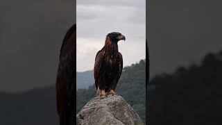 An eagle sitting on a Rochshortvideo wildlife birds trending viralvideo shortsfeed shorts [upl. by Lola611]