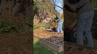 Lasagna Gardening urbanhomesteading diygarden nodiggardening layers raisedbeds fallleaves [upl. by Nnylassej695]