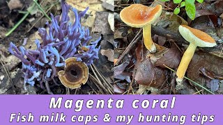 Magenta coral mushroom Plus fish milky caps cinnabar chanterelles amp my mushroom hunting tips [upl. by Enimrej]