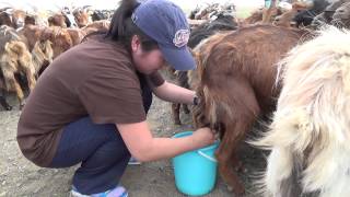 Cute Mongolian girl milking goats [upl. by Melosa85]