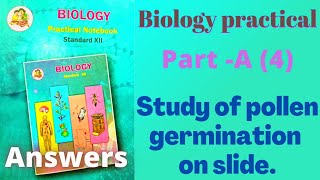 Study of pollen germination on slide class 12 Biology practical experiment 4 answers [upl. by Nomad78]