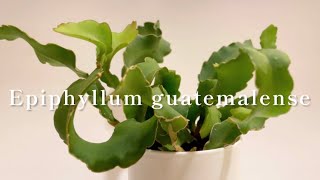 【Epiphyllum guatemalenseエピフィルム・グアテマレンシス】 [upl. by Gina]