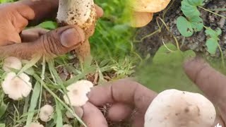 🌧Rainy season இயற்கை காளான்🍄🍄 தேடுதல் வேட்டை in tamil ll Full video🎥 tamil [upl. by Ellener529]