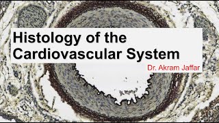 Histology of the cardiovascular system [upl. by Hayifas288]