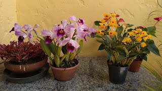 Antúrios Dendobrio e Laelia Purpurata 🌱🌷🌿🌾🌻🌷🌞 [upl. by Falito531]