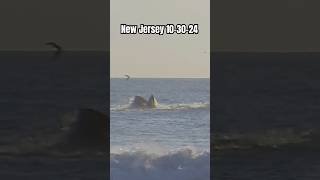 whale feeding frenzy and fun surf on the pyzel gremlin shorts surfing surf whalewatching [upl. by Huai]