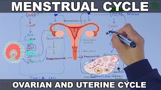 Menstrual Cycle  Ovarian and Uterine Cycle [upl. by Jeramie]