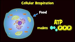 Glycolysis and Exploding Sugar Demo [upl. by Buerger]