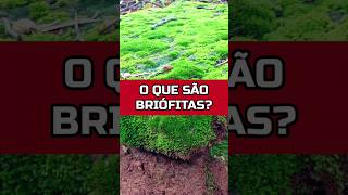 O QUE É UMA PLANTA BRIÓFITA horta biologia plantas [upl. by Rosanna]