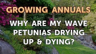 Why Are My Wave Petunias Drying Up amp Dying [upl. by Aretta]