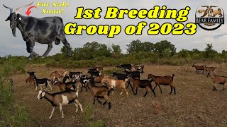 1st Breeding Group of 2023 [upl. by Sitnik]