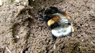 Bourdon  Bombus terrrestris  le bourdon terrestre qui creuse la terre filmé région Bretagne [upl. by Marie240]