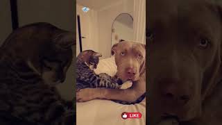 😻Cat and dog are best friends funnycat dog best cat friends short [upl. by Odlawso]