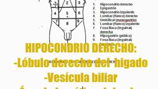 Regiones del Abdomen  Anatomía Humana  DIVISIÓN ABDOMINAL [upl. by Milson619]