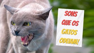 Sons para gatos [upl. by Yauqaj]