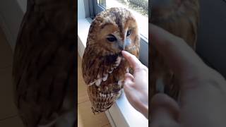 貓頭鷹的頭其實可以轉360度的 😃 貓頭鷹 owl bird birdworld 360degree [upl. by Nilek]