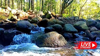 Relaxing Nature Forest River Sound Calm with Birds chirping for Sleeping Meditation Insomnia Work [upl. by Mohandas]