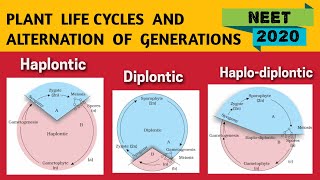 Alternation of generation in Plants NEET 2020  Haplontic Diplontic amp Haplo Diplontic Life Cycle [upl. by Veradia]