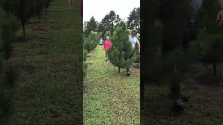 Christmas tree farm [upl. by Wyon444]