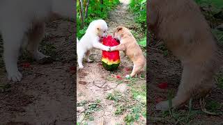 Fruity Dog 🐕🥹 dog minidoge cuteanimal puppie cutepuppy pets [upl. by Gilpin]