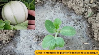 Comment je plante le melon et la pastèque  2022 [upl. by Maleen]