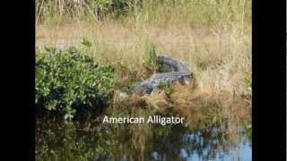 American Crocodile Vs American Alligator [upl. by Pressey]