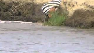 Zebra gets caught by crocodile Intestines hanging out [upl. by Kobe]