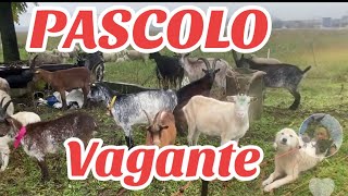 PASCOLO VAGANTE PIEMONTE [upl. by Leugimsiul]