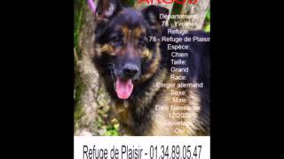 Adoption Berger Allemand [upl. by Assel]