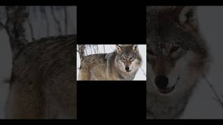 The FIRST DOGS podcast history art arthistory ancient dogs wolf evolution culture shorts [upl. by Nedah]